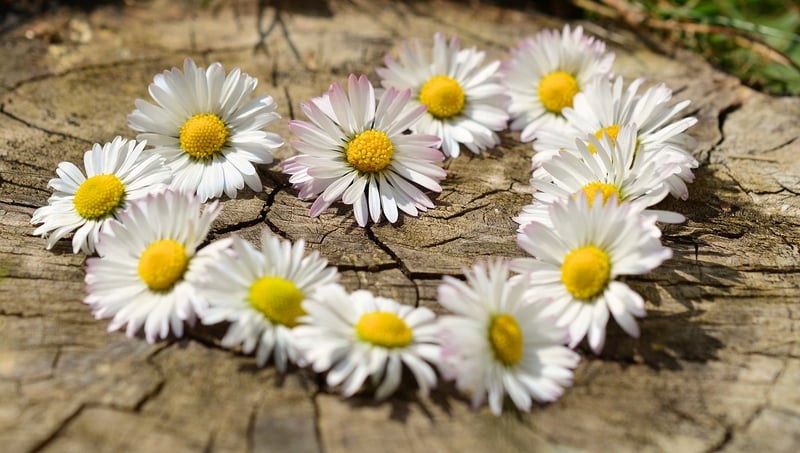 Romantic Heart